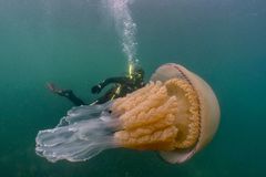 一个桶水母在海洋中游泳与潜水员