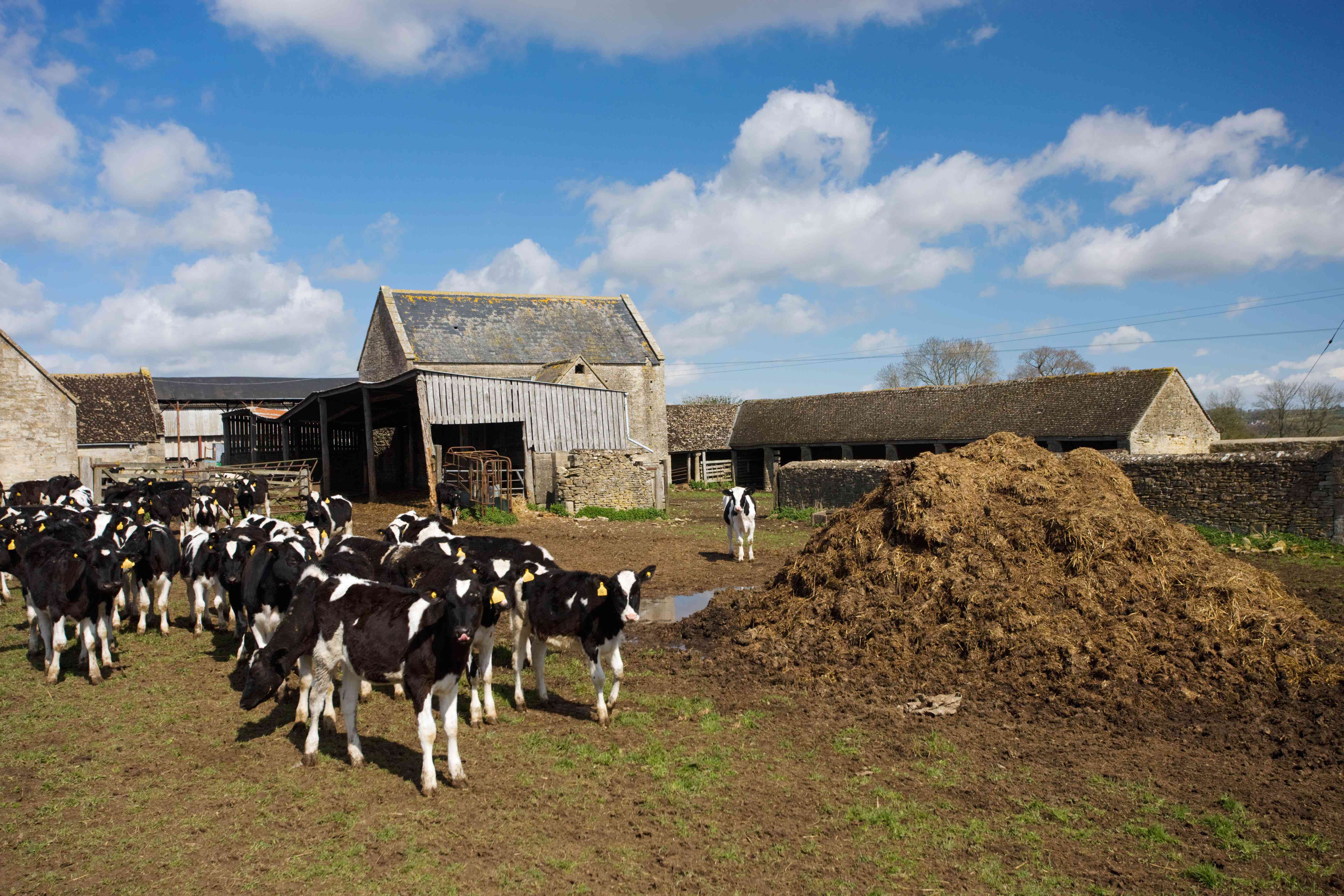 来自英国格洛斯特郡舍尔伯尼奶牛场的奶牛站在一堆饲料和粪便旁边。