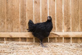 木栅栏前的一只黑色小母鸡