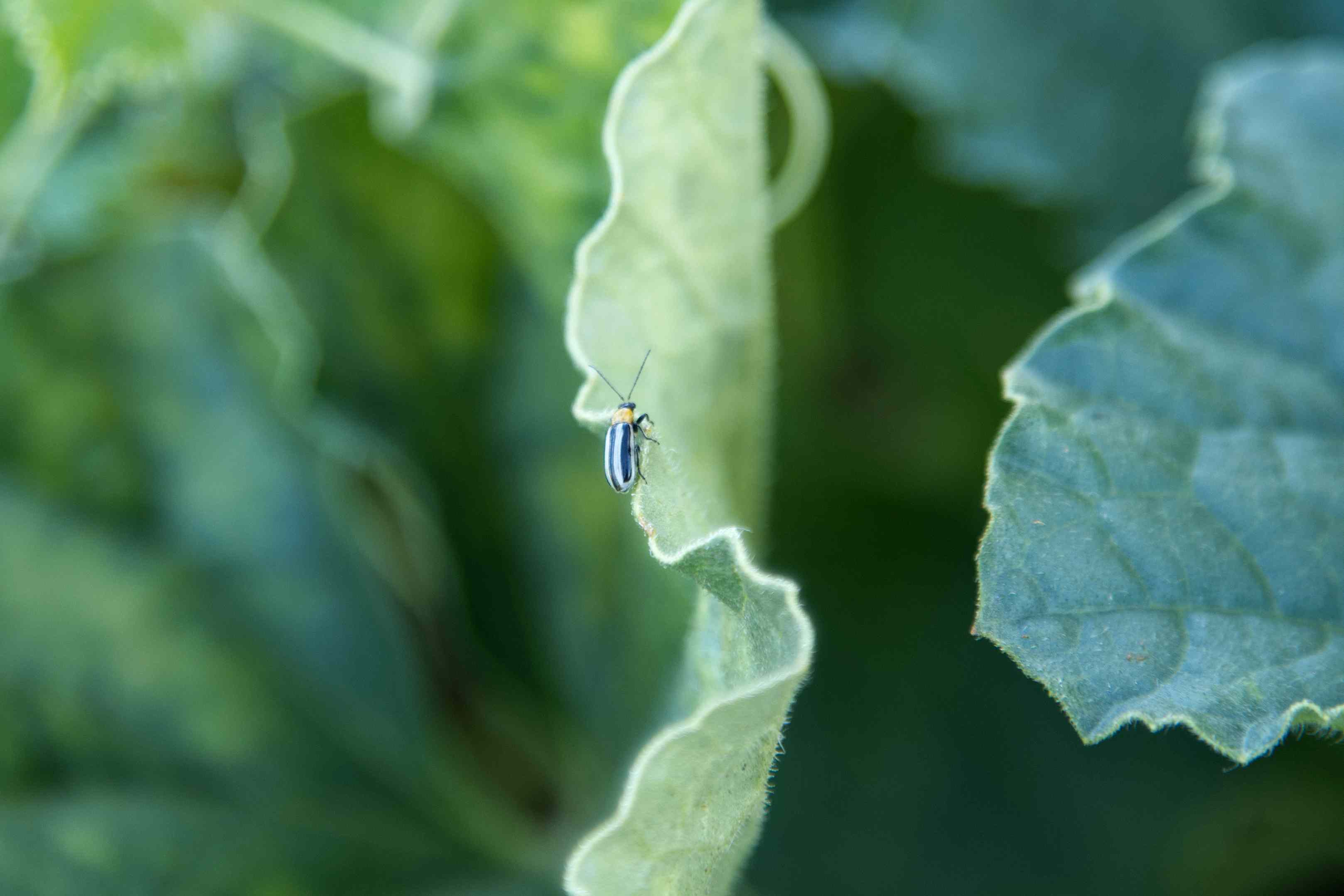 菜园子里，小条纹虫爬在叶子边缘