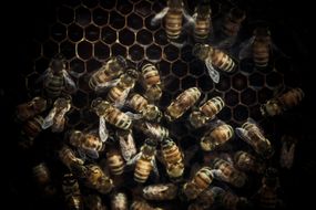 蜜蜂在蜂巢的照片