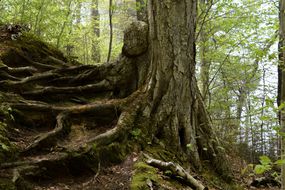 close shot of majestic tree trunk in forest