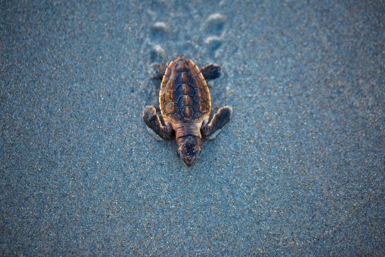 走在沙子的婴儿海龟