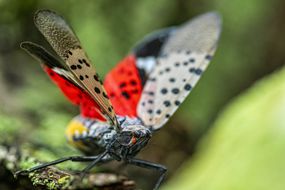 马里兰州东北部，一只斑点灯笼苍蝇(Lycorma delicatula)在枫树树干上爬行的特写＂width=