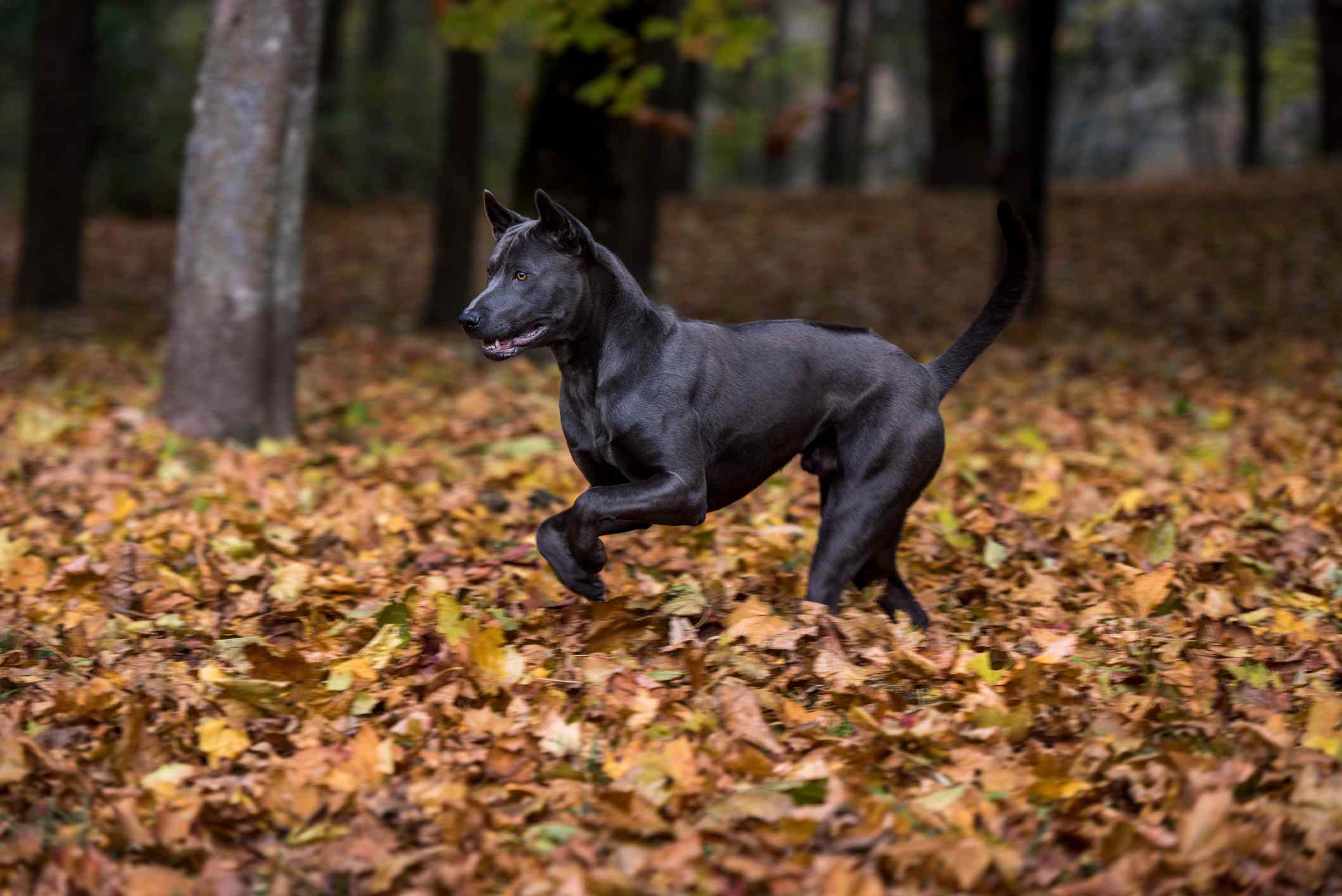 光滑的黑色泰国脊背龙在秋天的落叶中奔跑