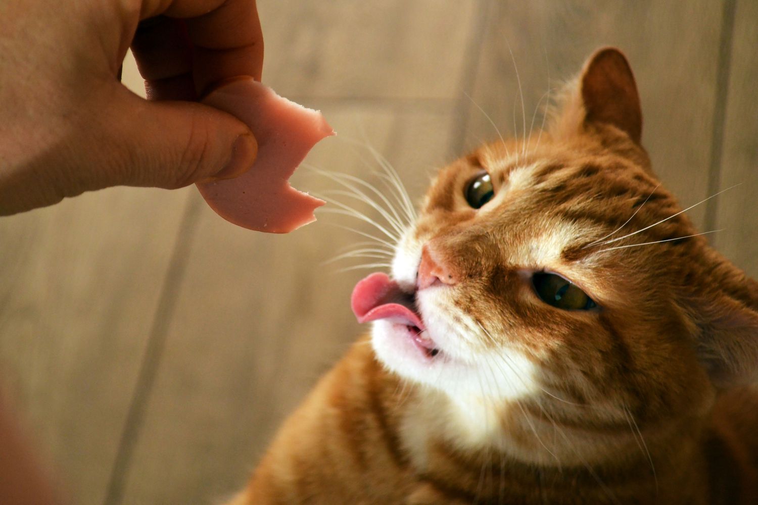 手拿着一块肉在饥饿的姜猫面前伸出舌头