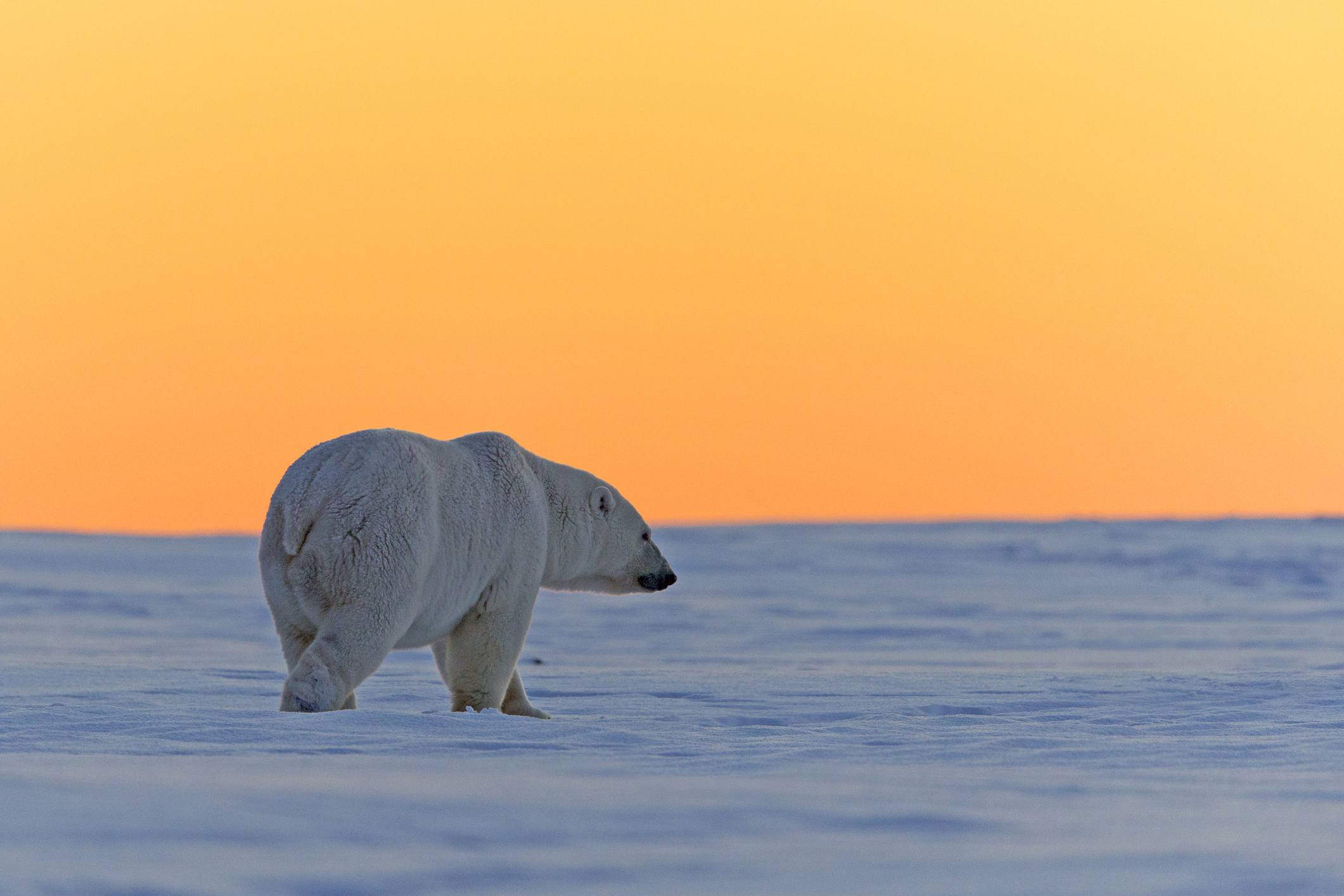 北极熊独自走在一个橙色的天空”width=