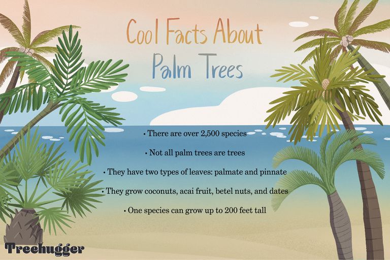 关于棕榈树的很酷的事实