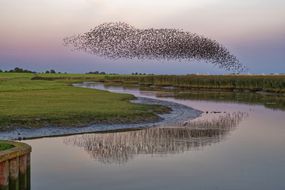 群椋鸟飞过河Ems, Pektum日落时分,东Frisia,德国下萨克森州