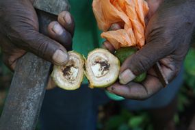 一双手拿着一个被切成两半的水果。所罗门群岛。＂width=