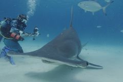 艾琳·斯宾塞（Erin Spencer）与锤头鲨（Sphyrna Mokarran）的水下拍摄。