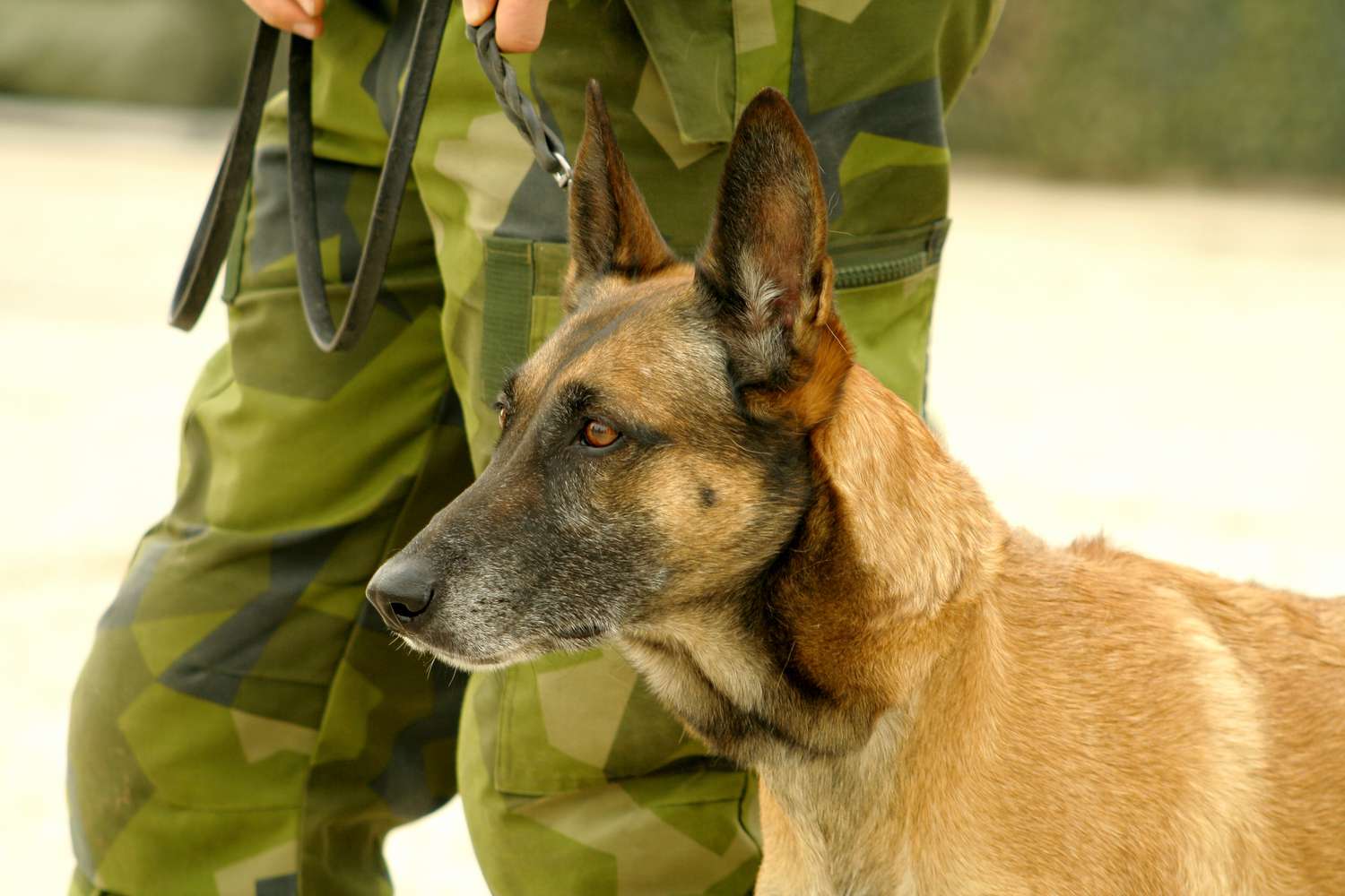 比利时马里诺犬站在穿制服的士兵旁边＂class=