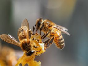 澳大利亚蜜蜂的特写
