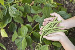 握着新鲜采摘的绿豆在绿豆花园上方的手。