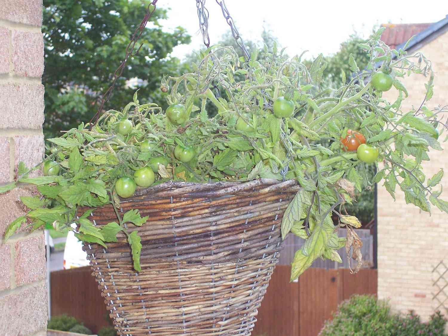 一棵樱桃番茄的叶子和藤蔓从一个悬挂的编织篮的边缘落下