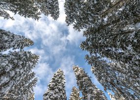 站在一圈被雪覆盖的松树下，仰望蓝天白云＂width=