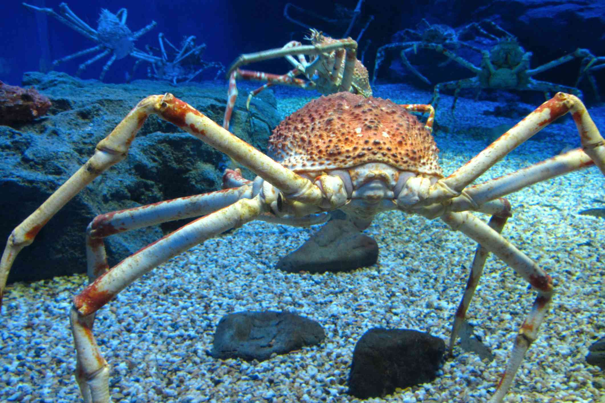 在日本的一个水族馆里，一只有着橙色背部和长腿的日本蜘蛛蟹在被更多螃蟹包围的岩石床上行走。＂width=
