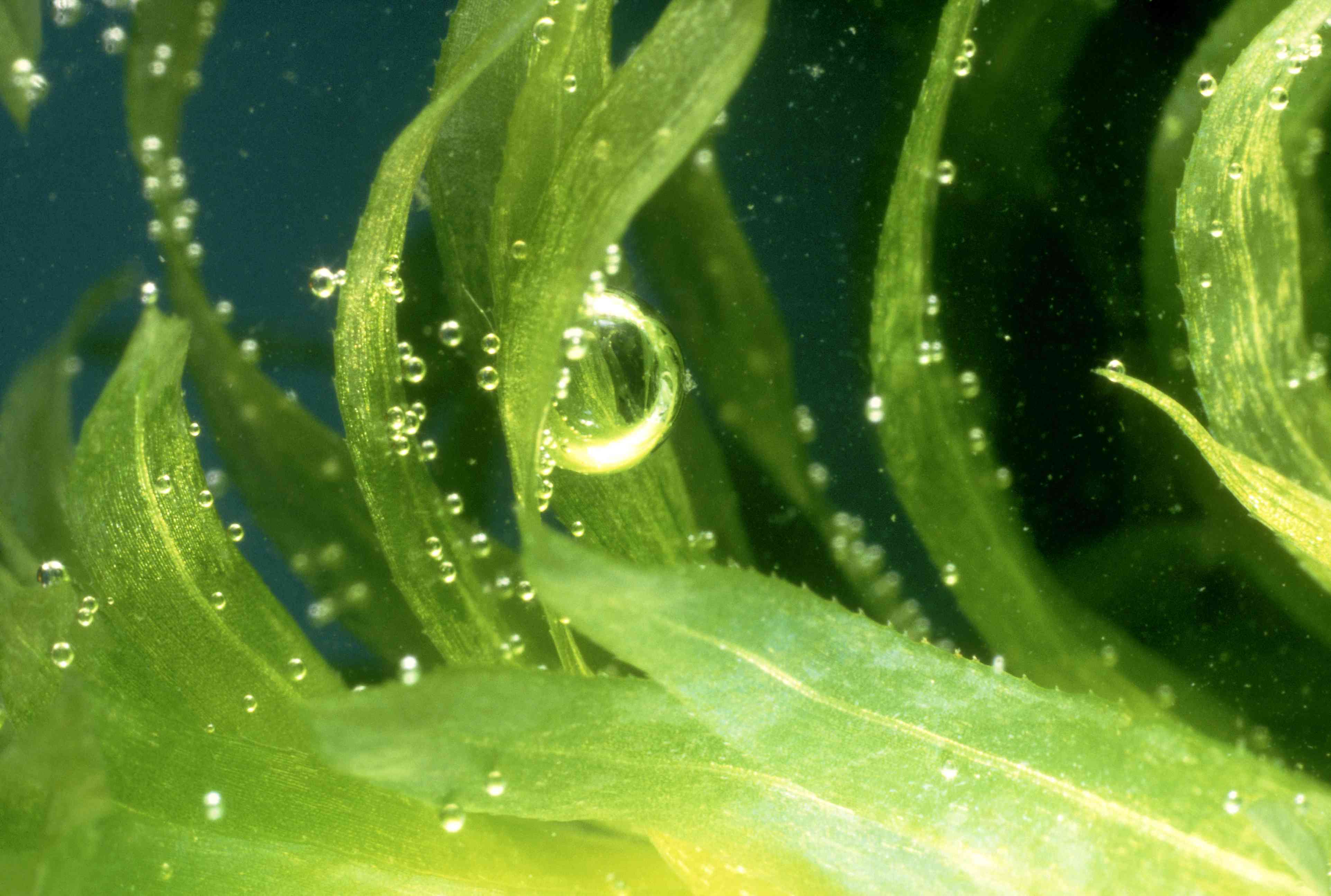 正在释放的加拿大水草氧泡