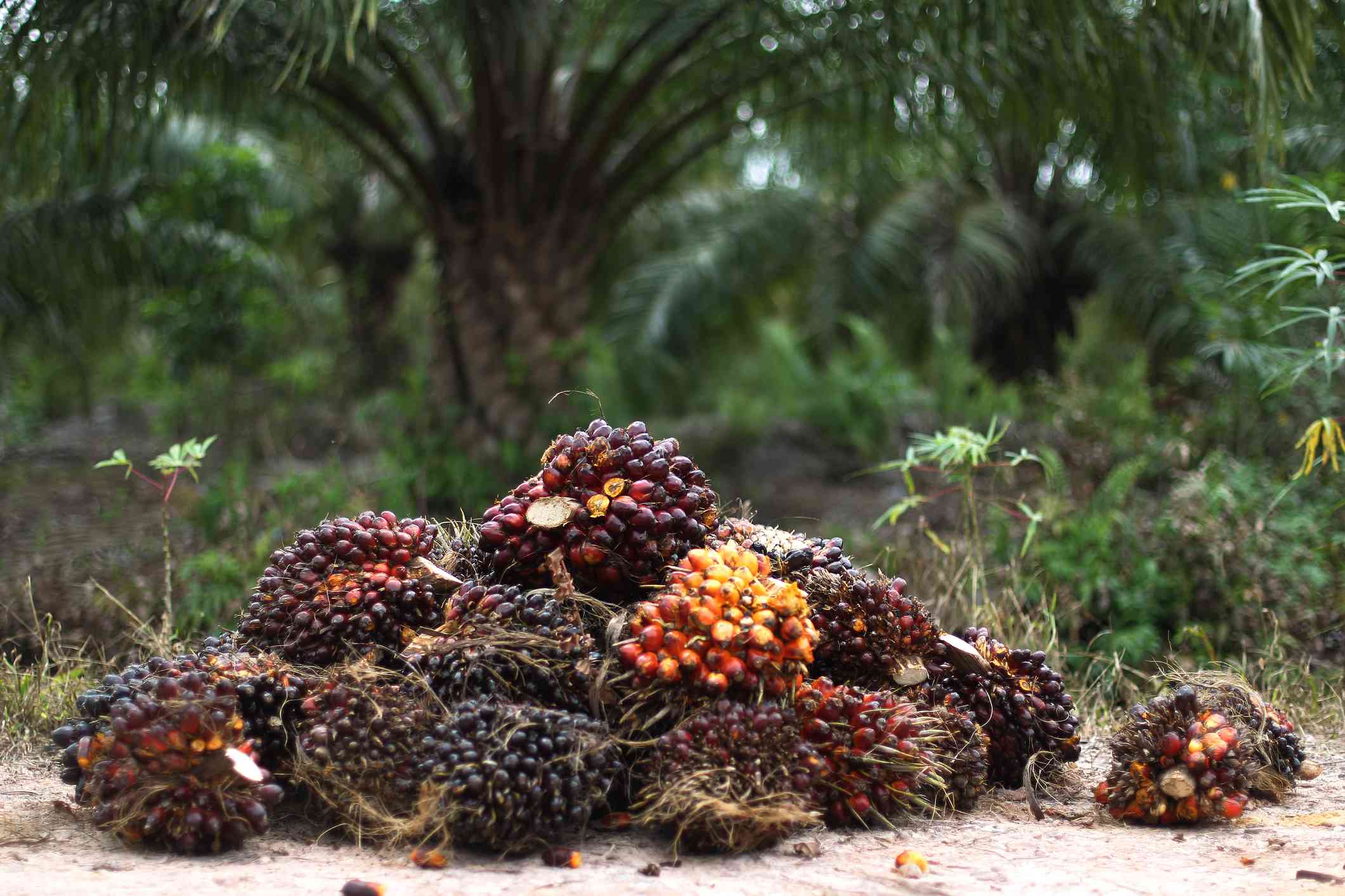 背景是一堆收获的棕榈油水果＂width=