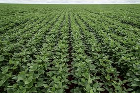 在巴西的一块田地里，一排排的大豆作物没有尽头。＂width=