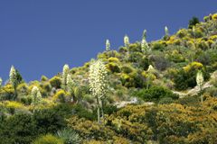 Chaparral，加利福尼亚沿海地区的一个非常多样化的植物社区。