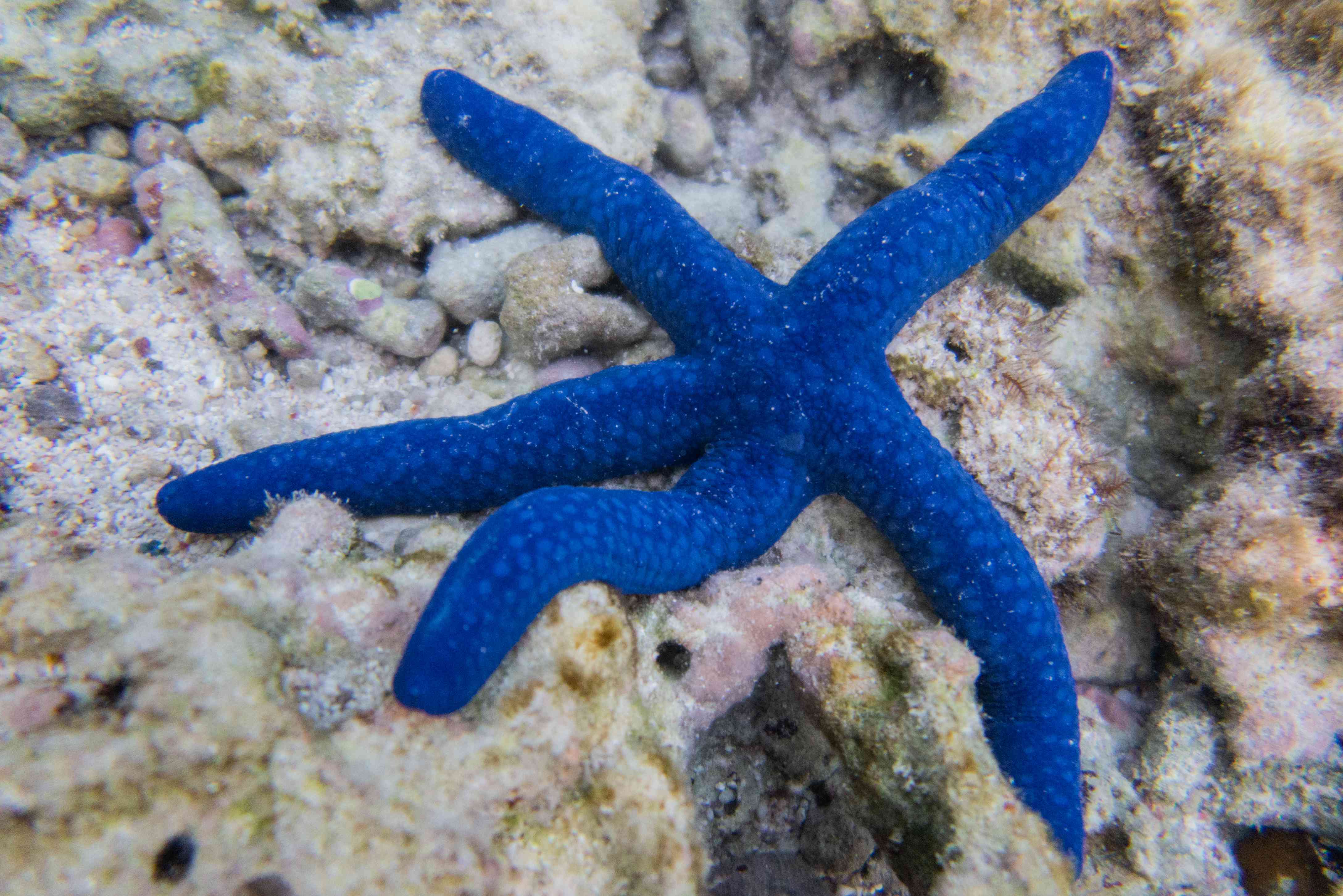 珊瑚上的蓝色海星＂width=