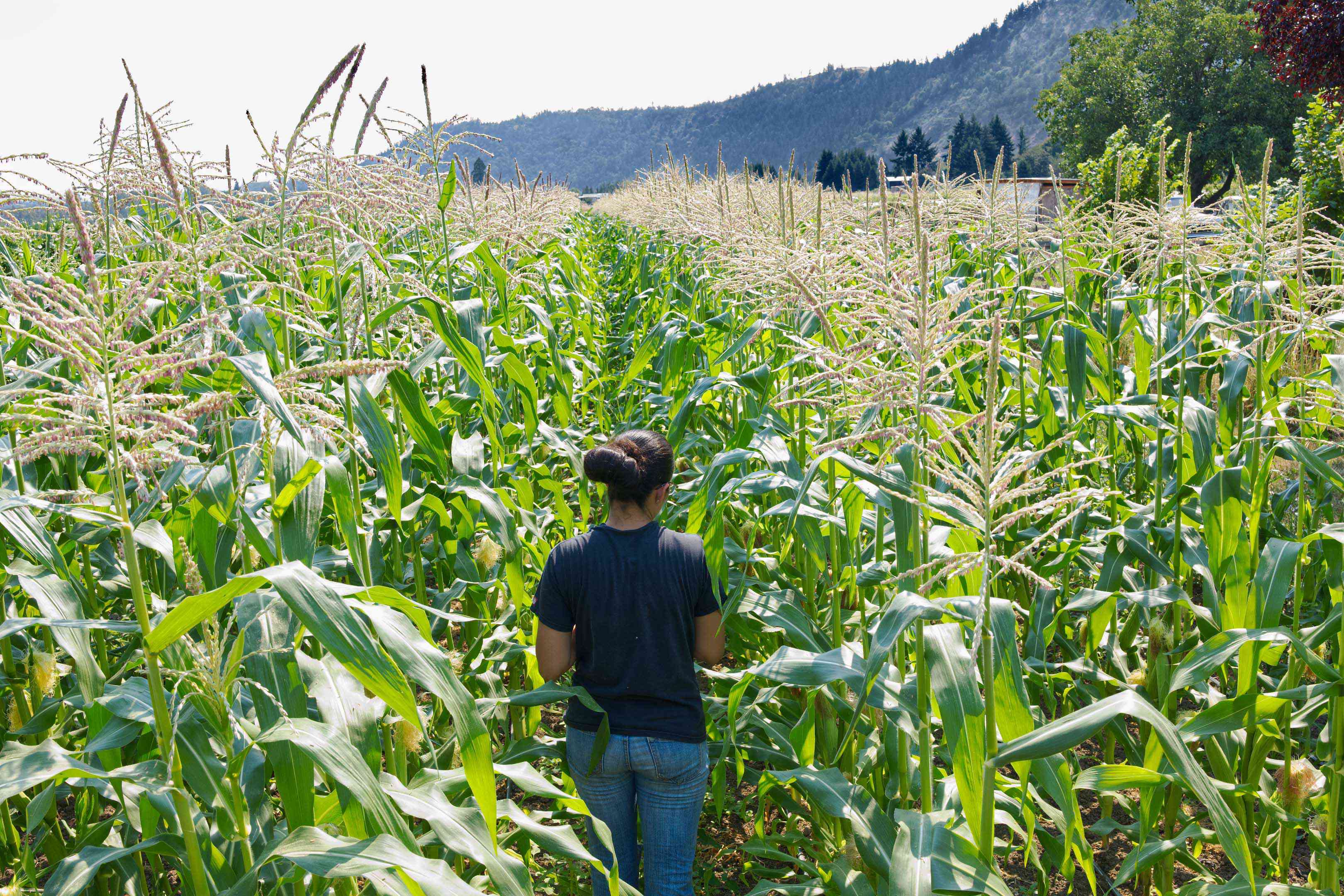 一名妇女走过玉米迷宫，背景是偏远的农场山上生长的玉米