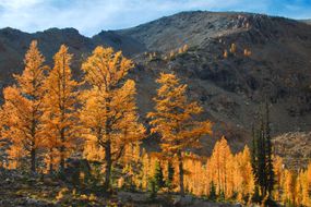 西部落叶松，金黄色的叶子映衬着山的背景。＂width=