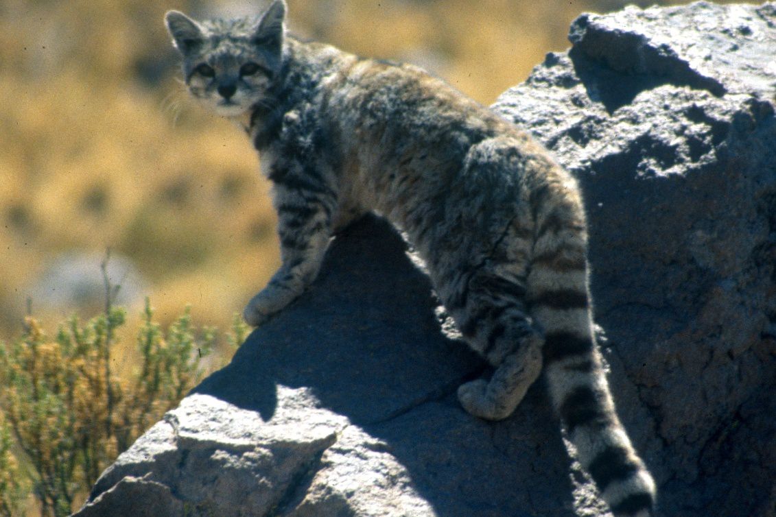 安第斯山猫身体灰白，尾巴又长又粗，站在山岩上的小型野猫