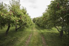 Looking down the middle of two rows of apple trees in an orchard