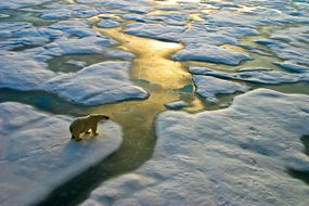 北极熊在冰上＂width=