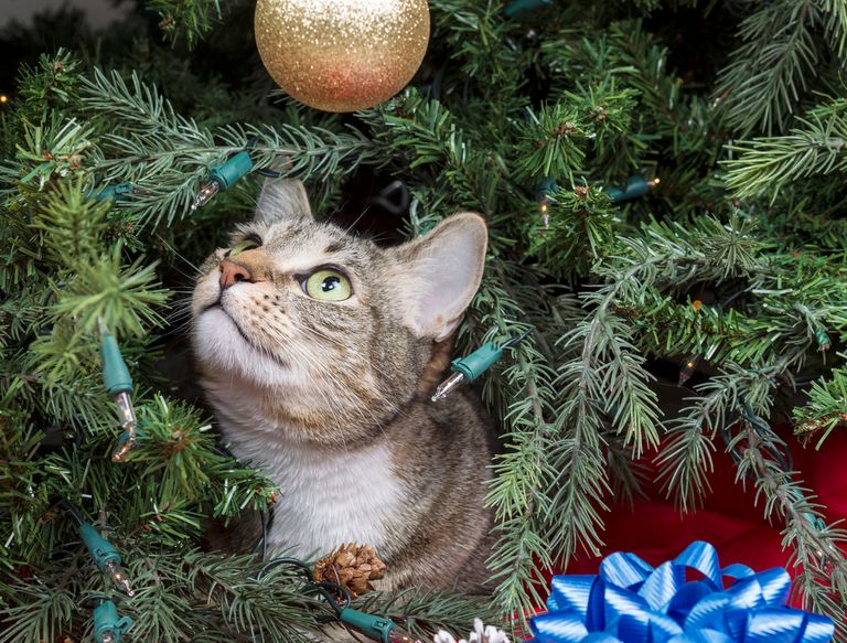 灰色的猫在圣诞树上看着一个金球