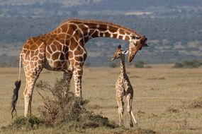 母亲和年轻的网状Laikipia长颈鹿,肯尼亚。”width=