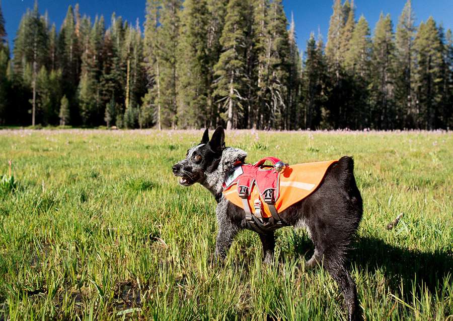 当你带着你的狗在偏远地区徒步旅行时，像挽具、橙色背心和熊铃这样的装备都是很有用的装备。