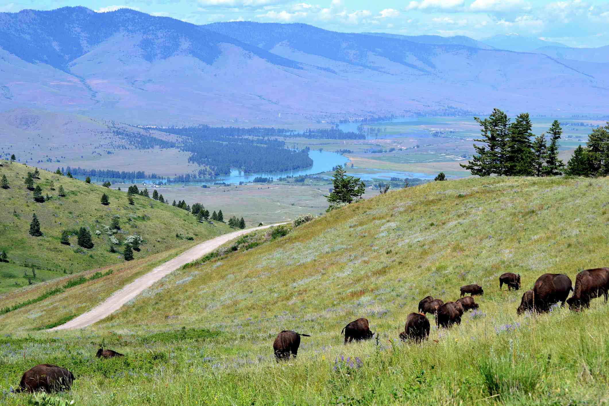 一群野牛在蒙大拿州野牛谷起伏的绿色山丘上吃草，远处是蓝天白云下的小溪和山脉