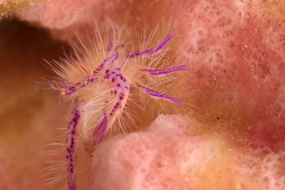 粉红色毛茸茸的海洋甲壳类动物在海洋中游荡＂width=