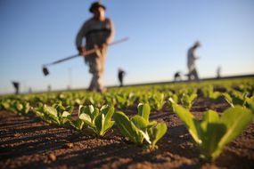 农业工人在加州霍特维尔的一个农场种植长叶莴苣
