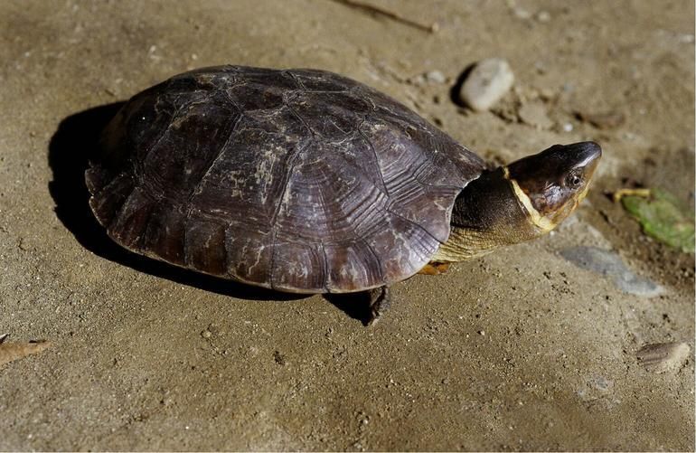 褐色的菲律宾森林龟坐在泥土上＂width=