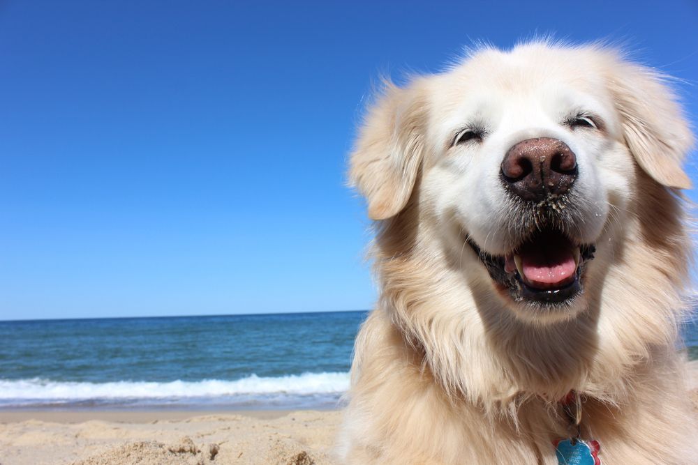 海滩上一只金毛猎犬的笑脸，身后是大海
