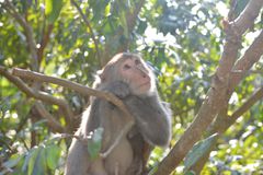 福尔摩山岩猕猴位于向上抬头的树枝中。
