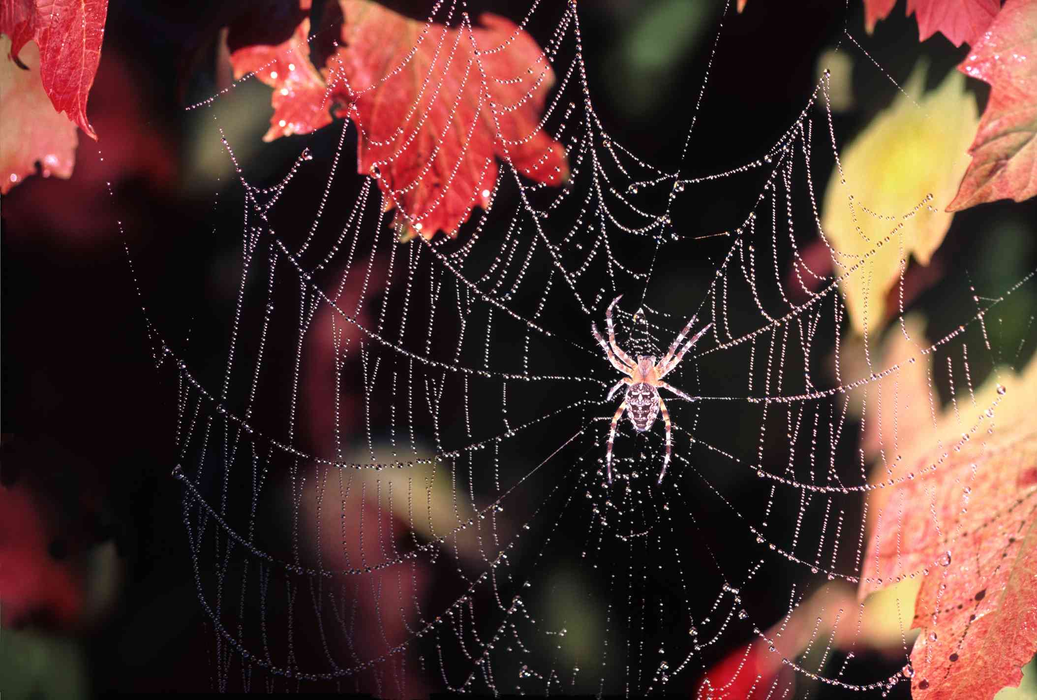 在秋叶包围的网中的圆织蜘蛛