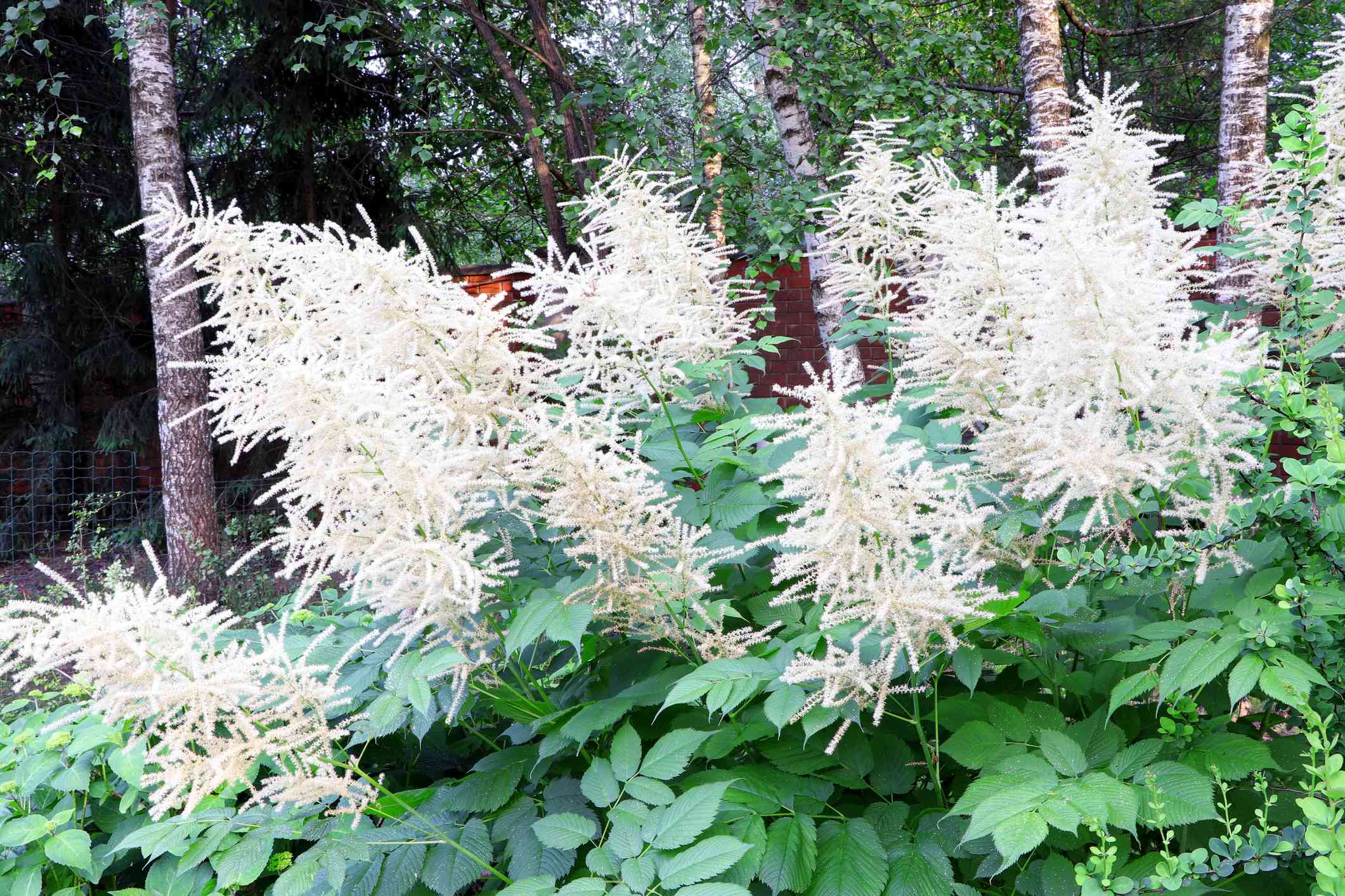 Goata年代胡子(Aruncus dioicus)