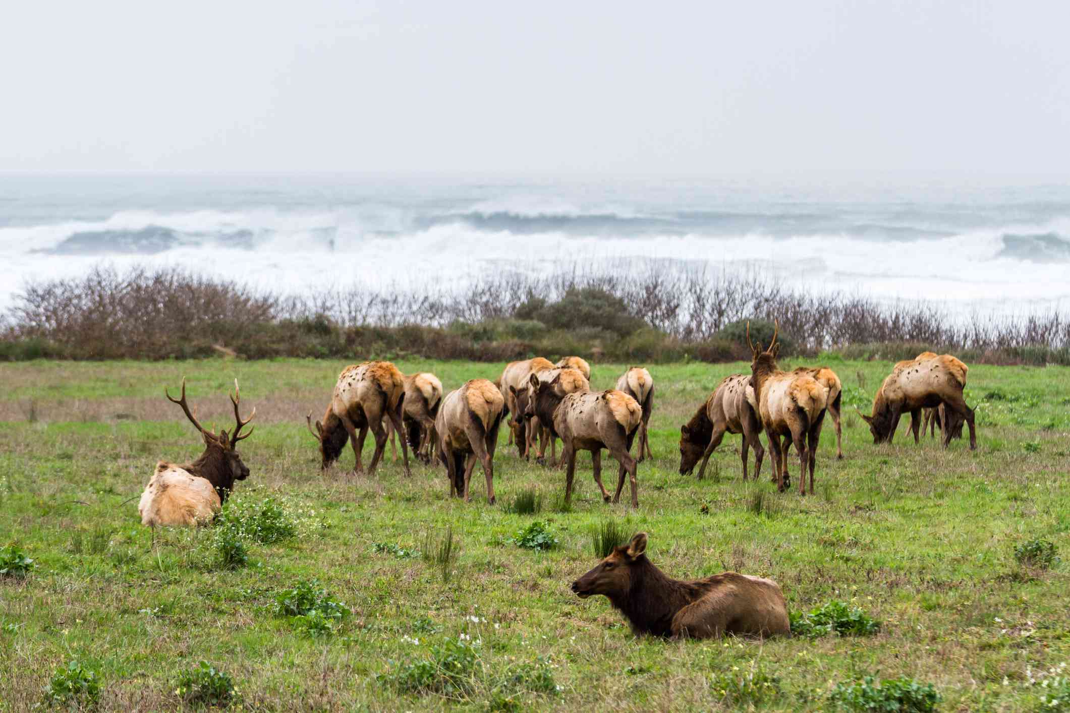 一群罗斯福麋鹿在俄勒冈海岸吃草＂width=