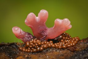 黏液霉菌和真菌摄影由Alison Pollack