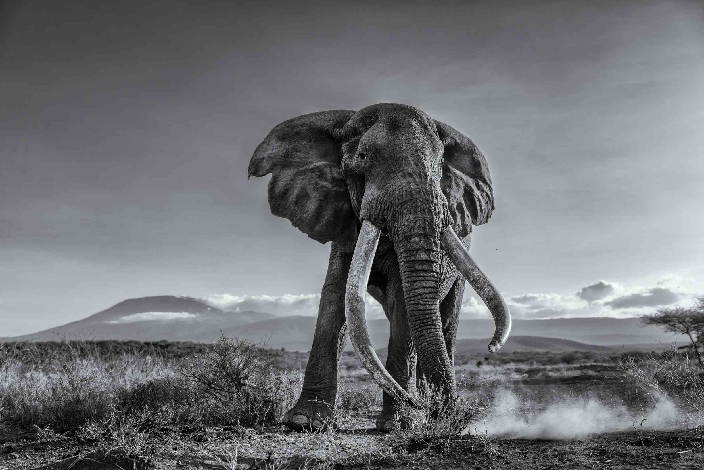 大象和巨大的象牙