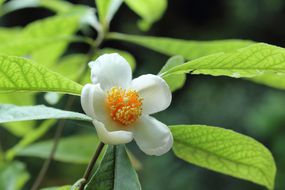 富兰克利亚·阿拉塔马哈（Franklinia Alatamaha）