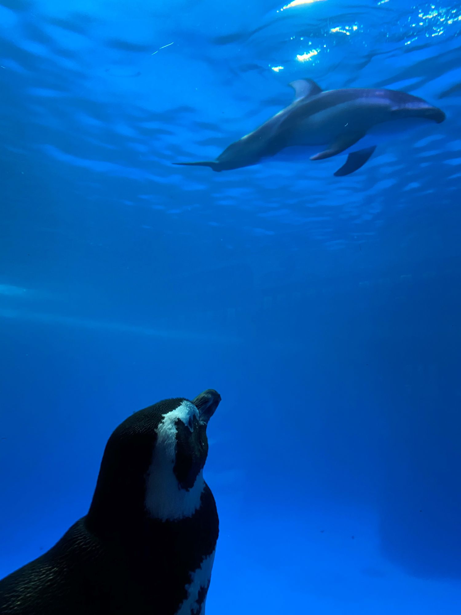 企鹅,海豚在芝加哥谢德水族馆