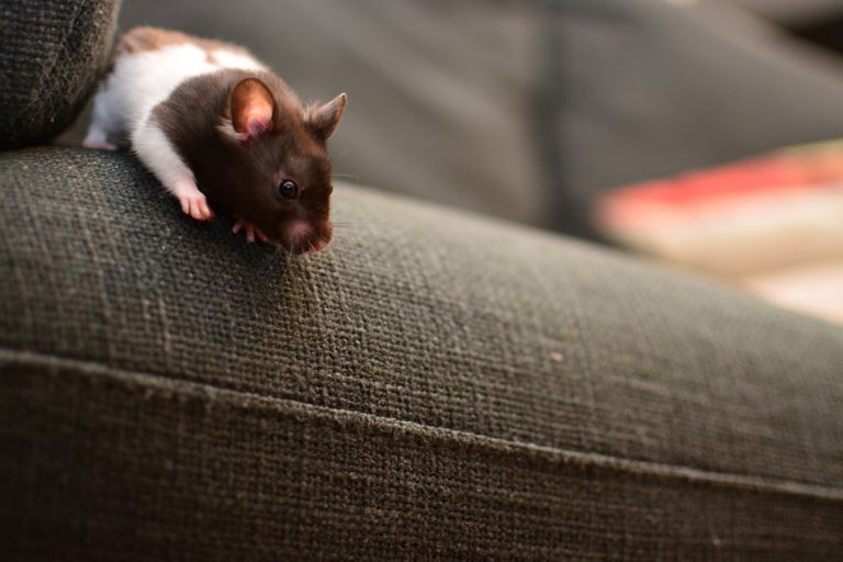 灰色沙发上的老鼠＂class=