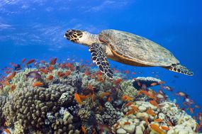 一只玳瑁龟游过红海的珊瑚礁＂width=