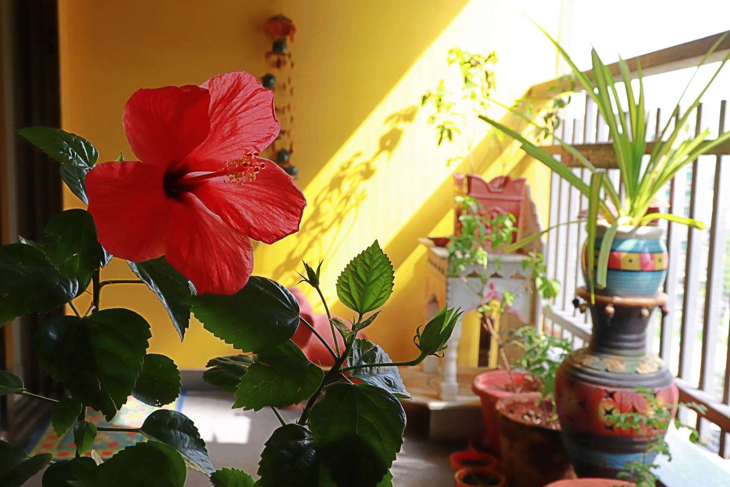 在印度的阳台外，五颜六色的容器里盛放着热带植物